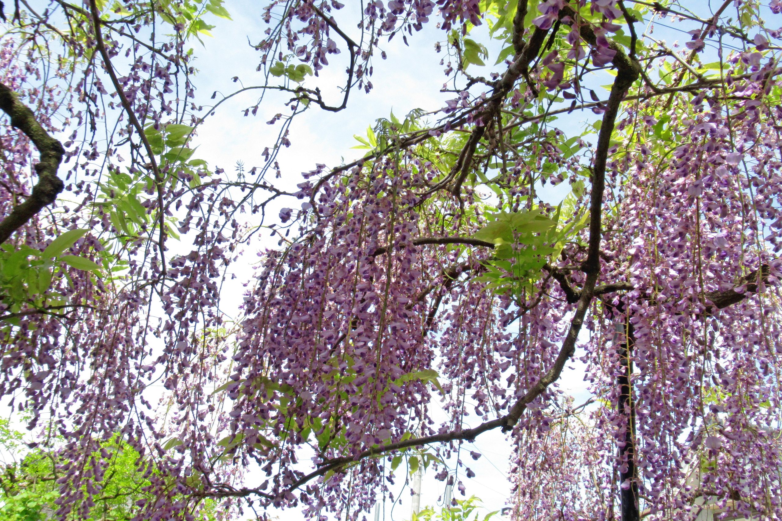 歩く会 ５月